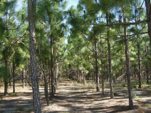 Long leaf pine plantation