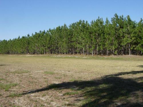 Long leaf pine plantation 2