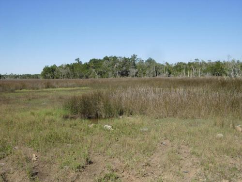 Salt Marsh area