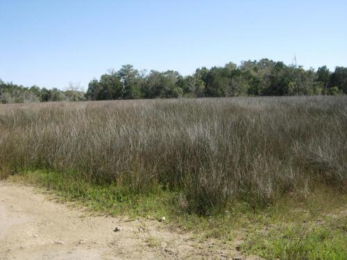 Salt marsh and hardwoods